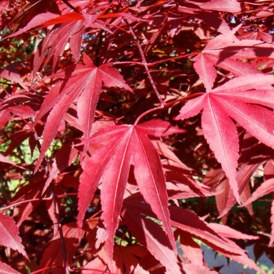 Red Japanese maple