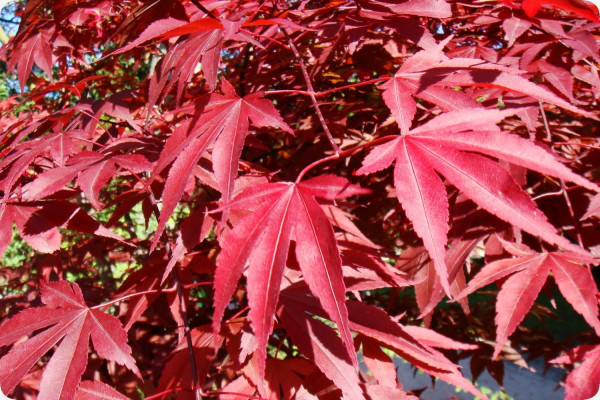 Red Japanese maple