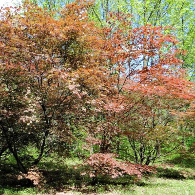 Red Japanese maple