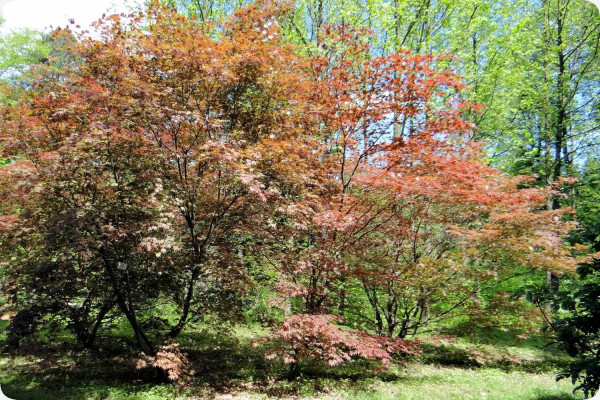 Red Japanese maple