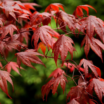 Red Japanese maple