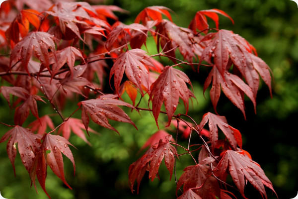 Red Japanese maple