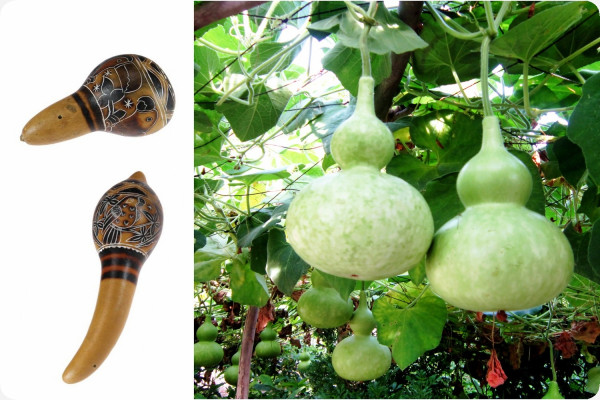 African Giant Gourd