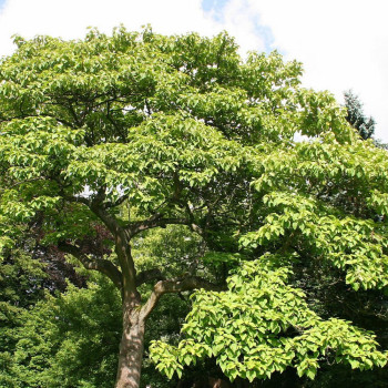 Bluebell tree