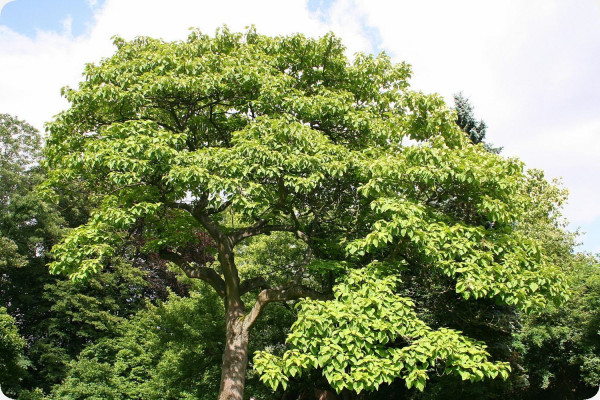 Blauglockenbaum