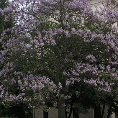 Blauglockenbaum