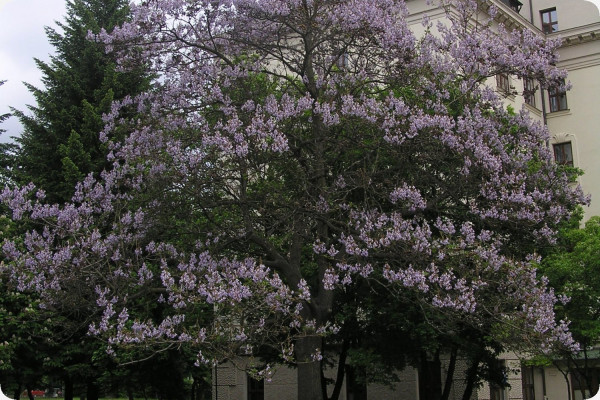 Blauglockenbaum