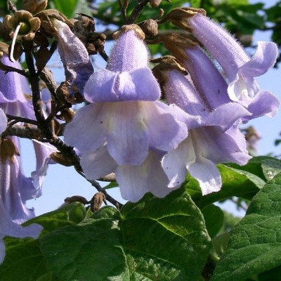 Blauglockenbaum