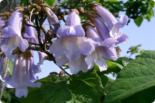 Blauglockenbaum