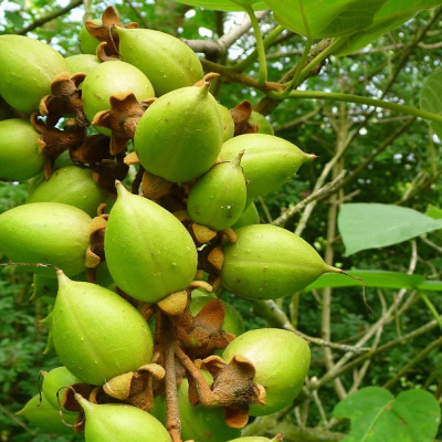 Blauglockenbaum