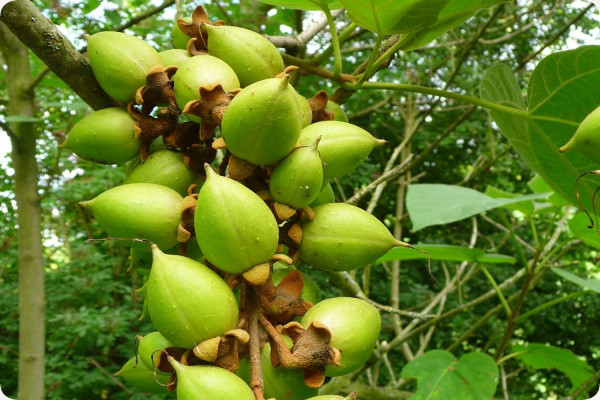 Blauglockenbaum