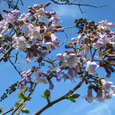Blauglockenbaum