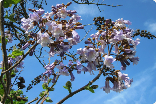 Blauglockenbaum