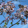 Blauglockenbaum