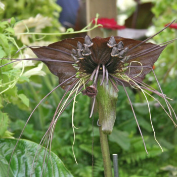 Fledermausblume