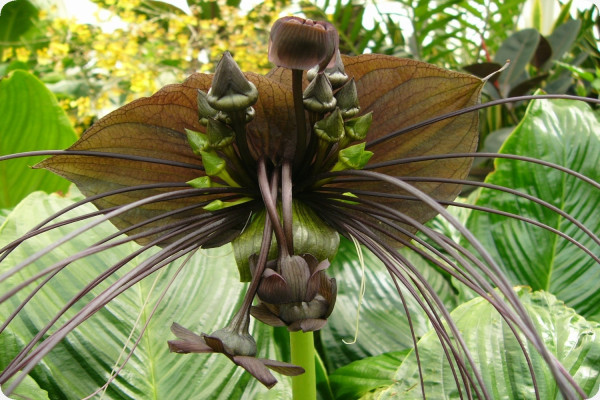 Fledermausblume