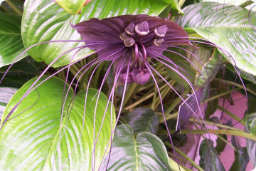 Fledermausblume