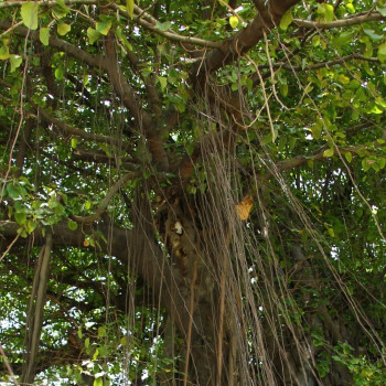 Bengal strangler fig