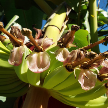 Große Essbanane