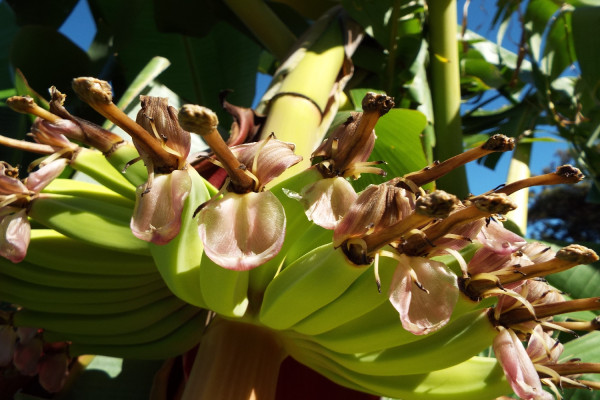 Große Essbanane