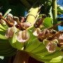 Large edible banana