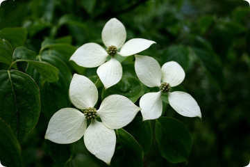 Asiatischer Blüten - Hartriegel