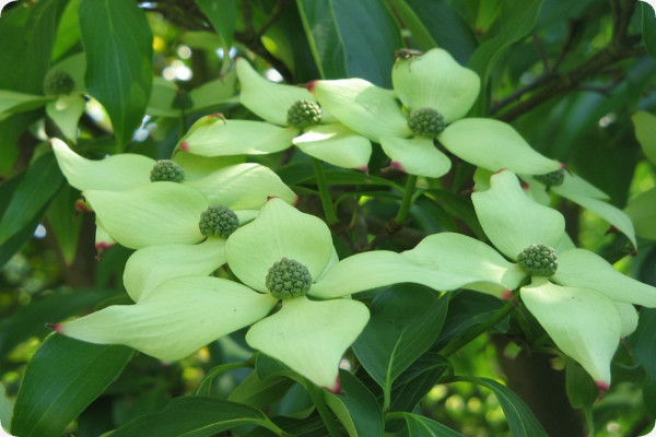 Asiatischer Blüten - Hartriegel