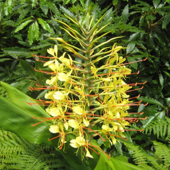 Riesen - Schmetterlingsblume