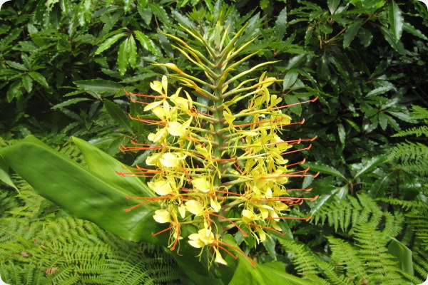 Riesen - Schmetterlingsblume