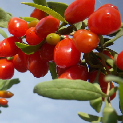 Goji berry