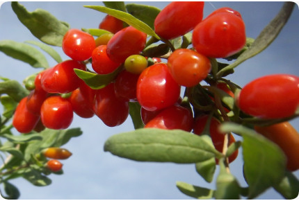 Goji - Berry