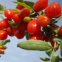 Goji berry
