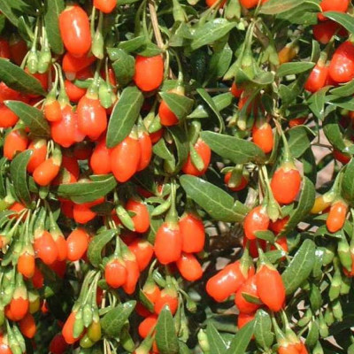 Goji berry