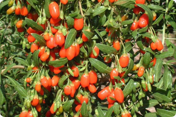 Goji berry