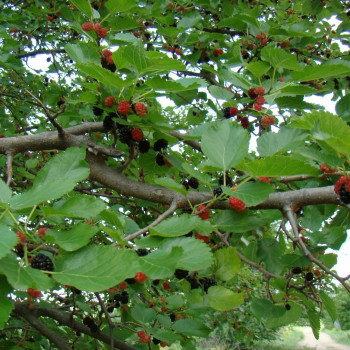 Schwarzer Maulbeerbaum