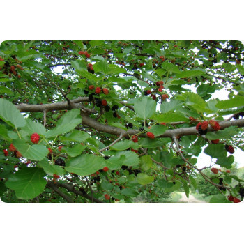 Schwarzer Maulbeerbaum