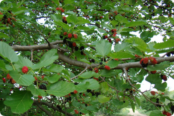 Schwarzer Maulbeerbaum
