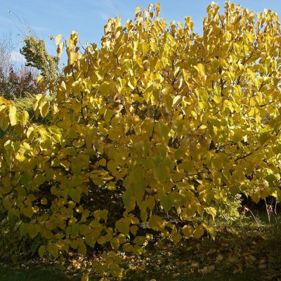 Schwarzer Maulbeerbaum