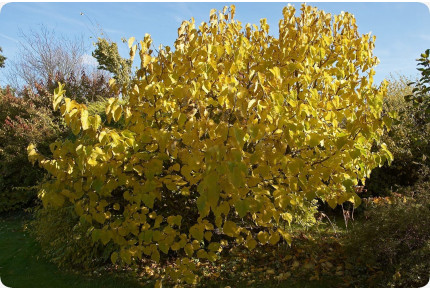 Schwarzer Maulbeerbaum