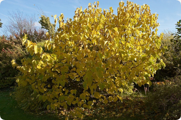 Schwarzer Maulbeerbaum