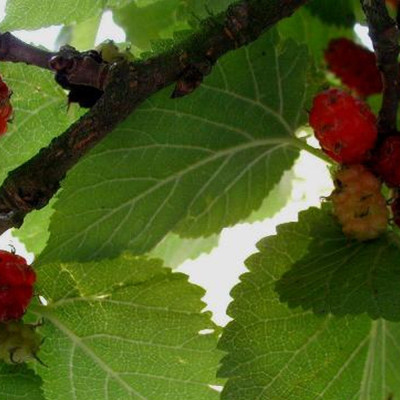 Schwarzer Maulbeerbaum