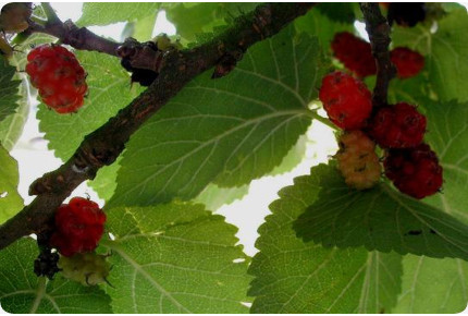 Schwarzer Maulbeerbaum