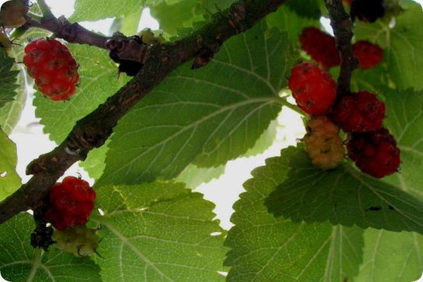 Schwarzer Maulbeerbaum