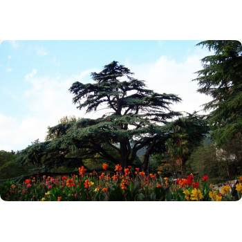 Libanon - Zeder