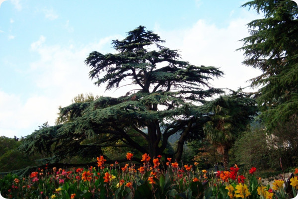 Lebanon - Cedar