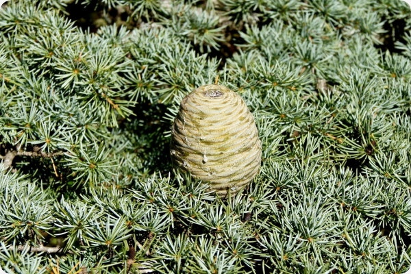 Lebanon - Cedar