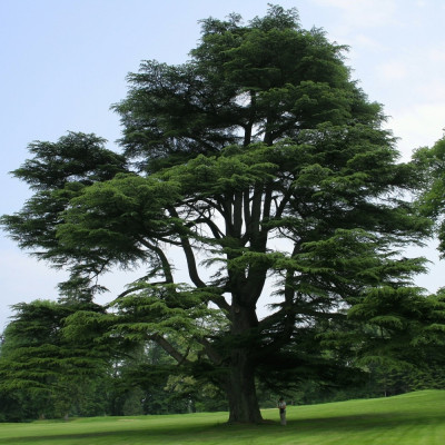 Lebanon - Cedar
