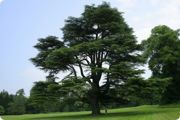 Lebanon - Cedar