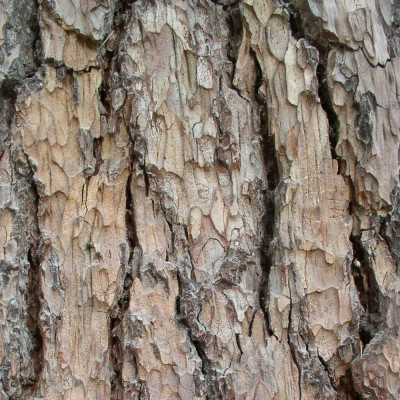 Lebanon - Cedar