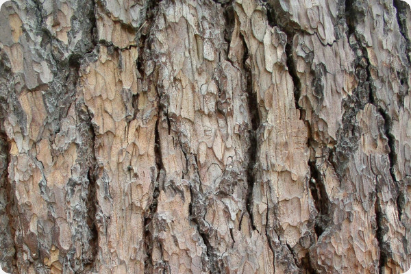 Lebanon - Cedar